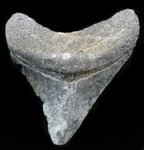 Juvenile Megalodon Tooth - Venice, Florida #32885
